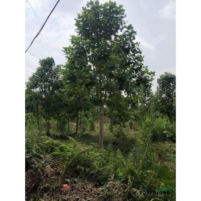 近期廣玉蘭價格多少錢一棵  10公分廣玉蘭價格 江蘇廣玉蘭