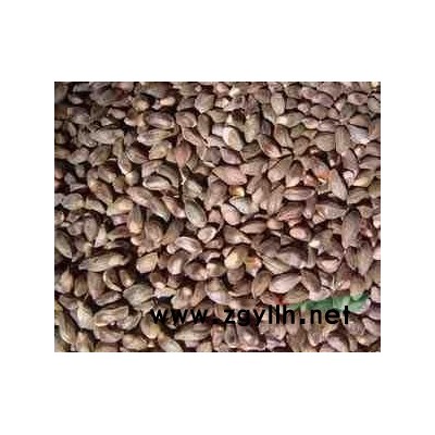 遼寧省銀杏種子價格一覽表