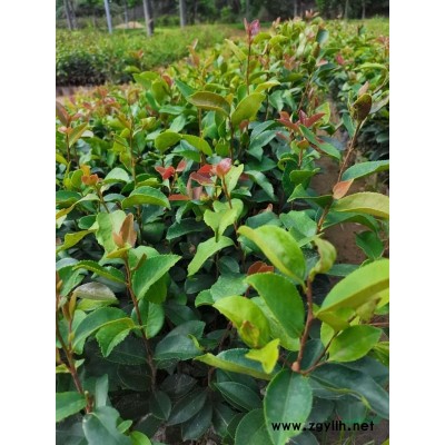 香樟30-70公分現貨優質杯苗