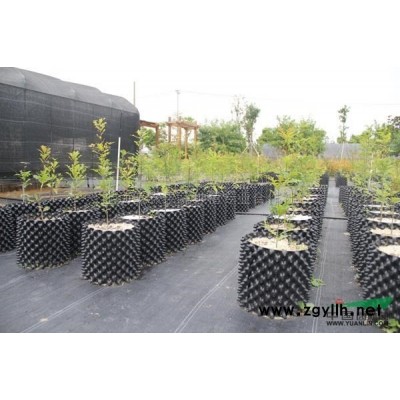 上海金山楓涇鎮香樟20--35公分