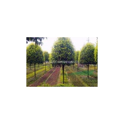 12公分香樟樹價格，湖北低價供應香樟樹苗