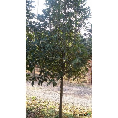 廣玉蘭供應(yīng)/廣玉蘭圖片