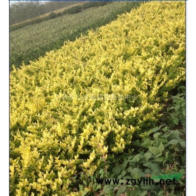 蕭山苗木垂柳香樟大葉女貞欒樹無患子紅白玉蘭廣玉蘭櫸樹茶梅茶花