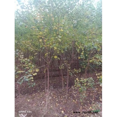 這是自家基地的香樟實拍圖片 本基地還有很多香樟小苗批發