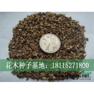 供建苗圃用苗廣玉蘭、白玉蘭、紫玉蘭、黃玉蘭苗等