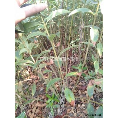 優(yōu)質(zhì)特價(jià)香樟苗 香樟小苗 九江小苗產(chǎn)地直銷