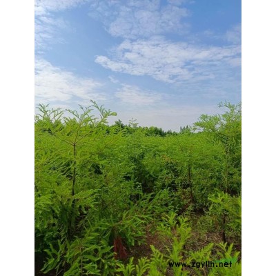 香樟 香樟樹苗批發(fā)香樟基地