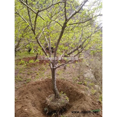 山東地區供應35—40公分銀杏 大規格銀杏 銀杏優質供應商