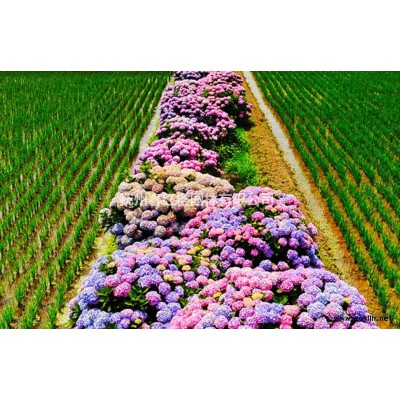 秋金杏對比銀杏有什么區別秋金杏江西苗木基地價格便宜秋季觀葉*佳喬木品種