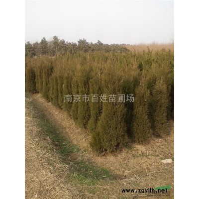 當年廣玉蘭小苗價格，2022年廣玉蘭價格表