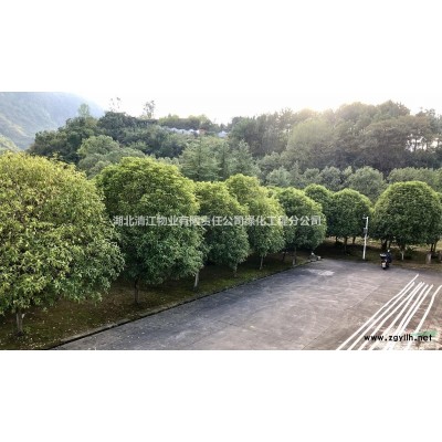 桂花、白玉蘭、廣玉蘭、香樟等苗木出售