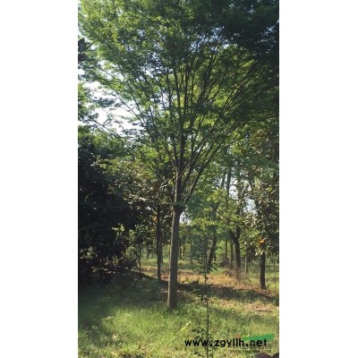 浙江湖州地區(qū)14香樟