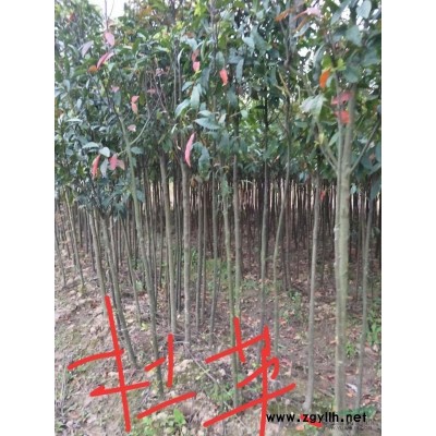 江西廣玉蘭出售，江西九江廣玉蘭報價