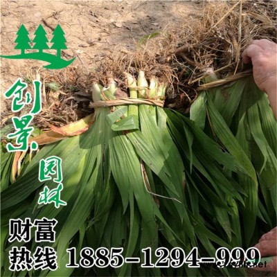 供應胸徑30-35公分大規格香樟