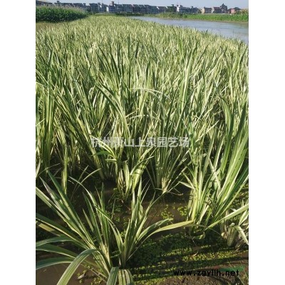 銀杏5-15公分工程苗供應