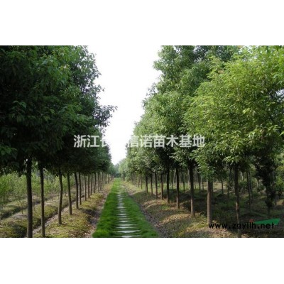 浙江銀杏2*新報(bào)價(jià)/銀杏2圖片