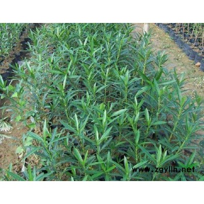 4-20cm紫玉蘭、移栽廣玉蘭、白玉蘭