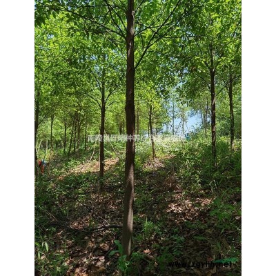 出售6-10公分香樟