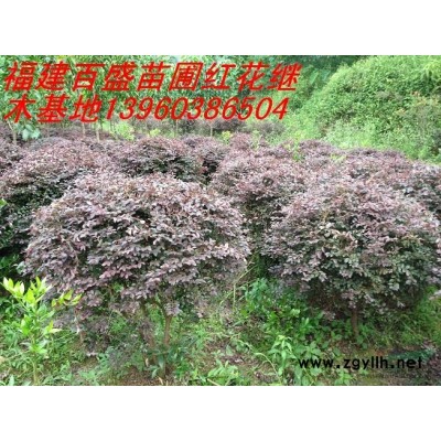 供應香樟、桂花、羅漢松、塔柏、茶花、竹柏、天竺桂