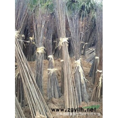 廣玉蘭小苗行情報價/廣玉蘭小苗圖片展示