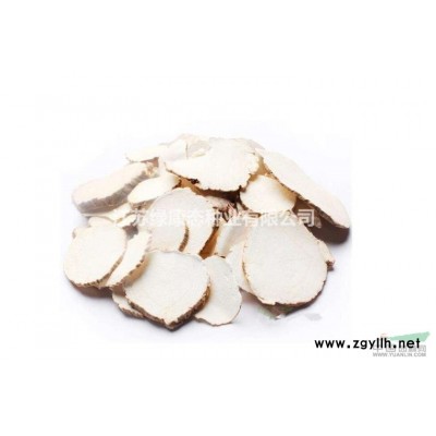 批發2公分廣玉蘭 2公分廣玉蘭新報價 廣玉蘭樹苗 小規格廣玉蘭