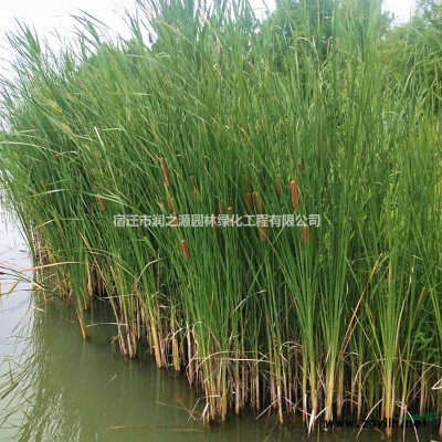 銀杏樹  白果樹苗   白果栽培與價值