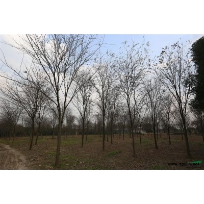 叢生香樟|30~100公分|浙江長興產地直銷