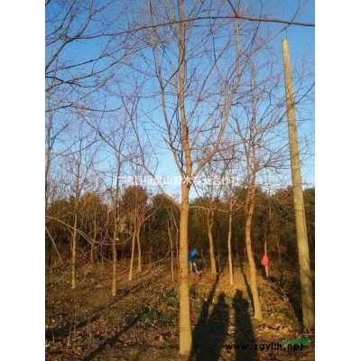 精品香樟樹  移栽大樹  行道樹