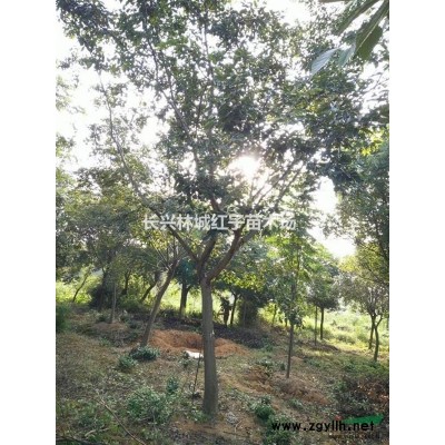 25公分香樟樹