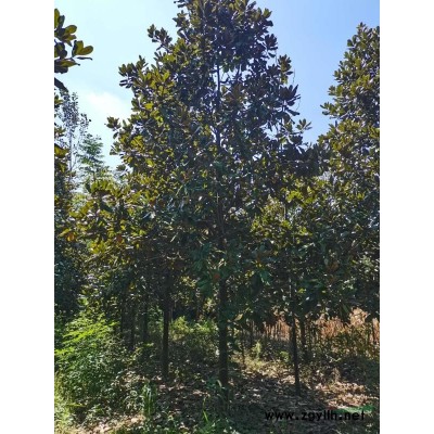 容器香樟，各種規(guī)格應有盡有！