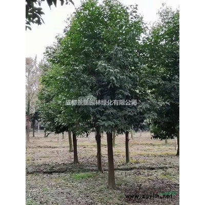 截桿香樟，香樟熟貨，好存活的香樟