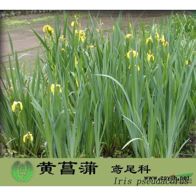 銀杏、國(guó)槐、北京檜、蜀檜、龍柏、側(cè)柏、地柏、