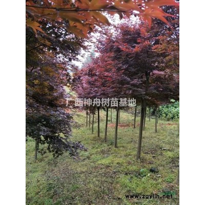 銀杏樹 廣西銀杏苗