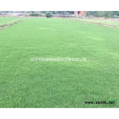 江蘇廣玉蘭銷售價格 垂柳批發 紅葉女貞銷售