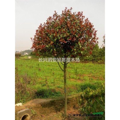 廣玉蘭 浙江廣玉蘭 長興廣玉蘭 行情報價/廣玉蘭圖片展示