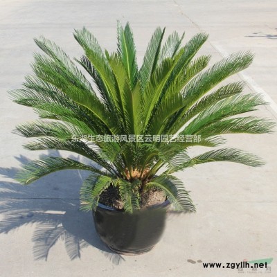 武漢白蘭花白玉蘭樹苗冬青枸骨銀杏樹慶典花卉造景常綠樹苗