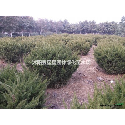 江蘇特價供應大小規格香樟樹，質量優，規格全