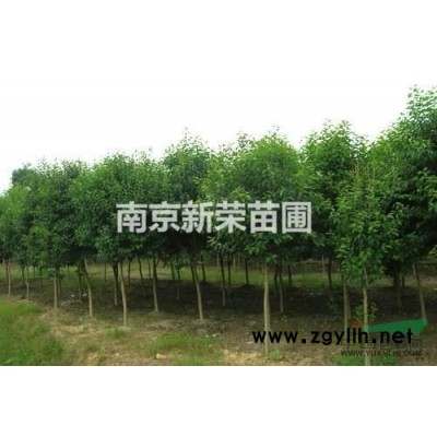 大量的供應15的廣玉蘭