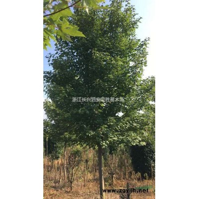 浙江叢生移栽香樟批發/供應