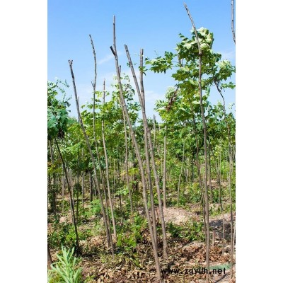 6公分-25公分及以上香樟帶冠大量供應