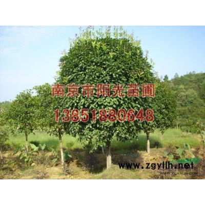 江蘇廣玉蘭*新價格