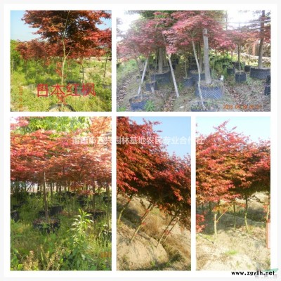 福建香樟樹   米徑10-15cm   袋苗