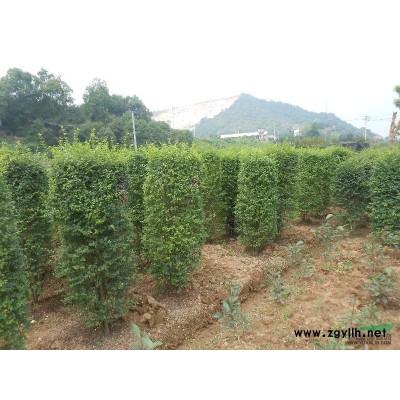 杜鵑、杜鵑小苗、杜鵑球、金葉女貞、金森女貞、桂花、香樟、