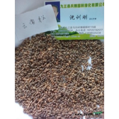 江西銀杏*新報價/銀杏圖片