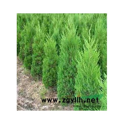 優質安徽香樟樹 滁州香樟產地直銷