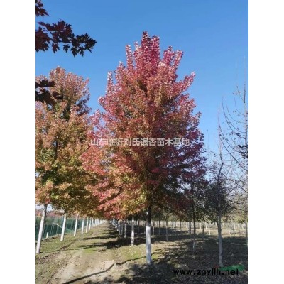 果樹，櫻花，櫻桃，山楂，杏樹，銀杏樹，紅楓，石榴