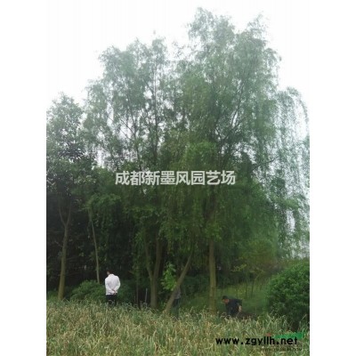 銀杏/四川銀杏/熟貨銀杏