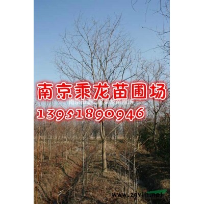 29公分廣玉蘭30公分廣玉蘭-苗圃基地常年直銷