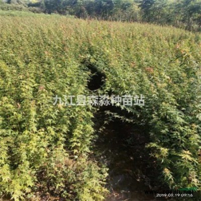 香樟小苗種植區 批發香樟小苗 香樟小苗盆栽綠化