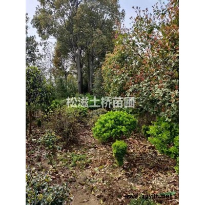 出售米徑2-5公分銀杏苗，胸徑20-30厘米香樟，胸徑5-12厘米桂花，胸徑15-25厘米廣玉蘭